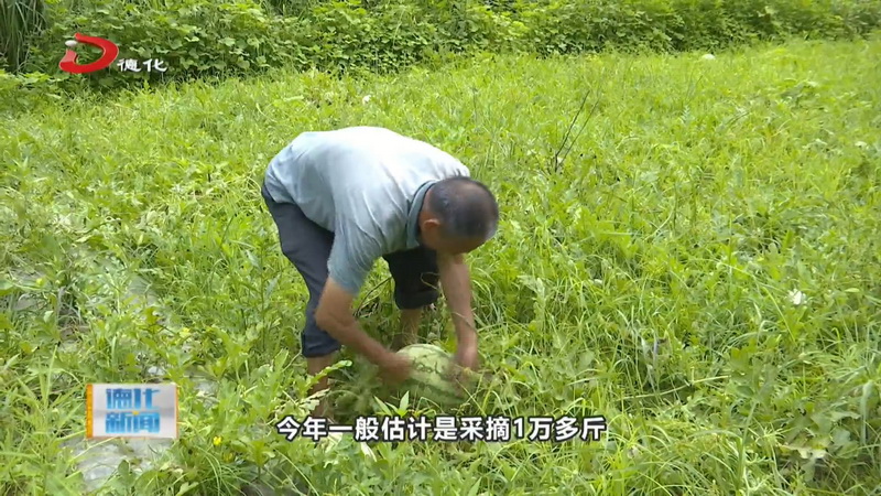 水口镇：几十亩本地西瓜成熟采摘 - 憨鼠网