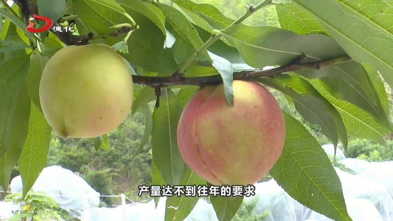 佰川家庭农场：水蜜桃成熟遇降雨 产量降低但不失美味 - 憨鼠网