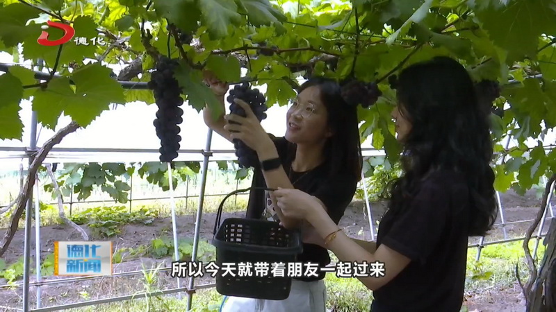 南埕镇：葡萄成熟可采摘 游客尽享夏日甜蜜时光 - 憨鼠网
