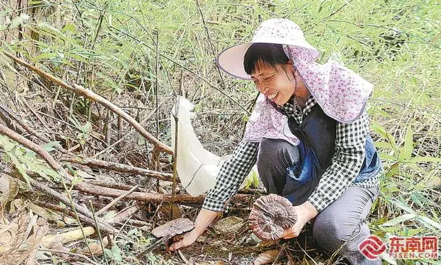 德化：小小灵芝 点绿成“金” - 憨鼠网