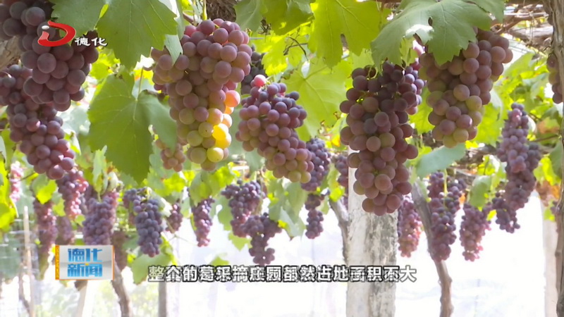 注贯葡萄园：生态模式种植葡萄 成熟飘香引客来 - 憨鼠网