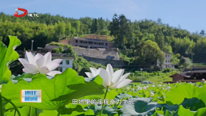二十四节气·大暑 - 憨鼠网