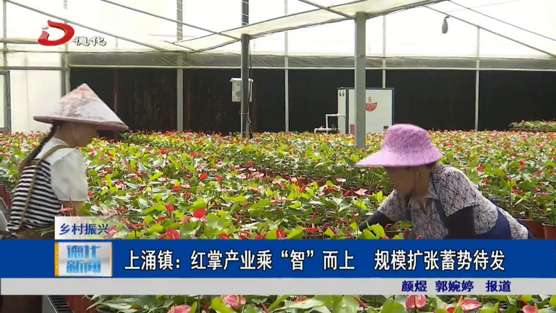 上涌镇：红掌产业乘“智”而上 规模扩张蓄势待发 - 憨鼠网