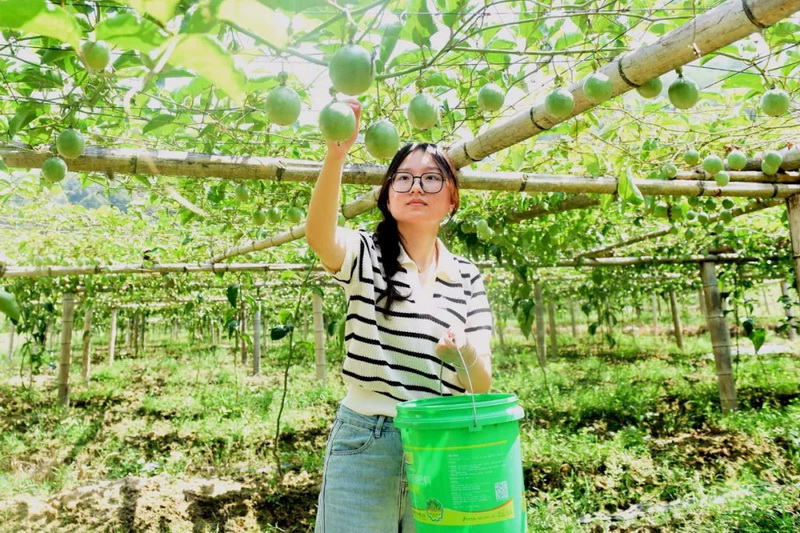 泉州德化：百香果喜获丰收 甜蜜经济新鲜上市 - 憨鼠网