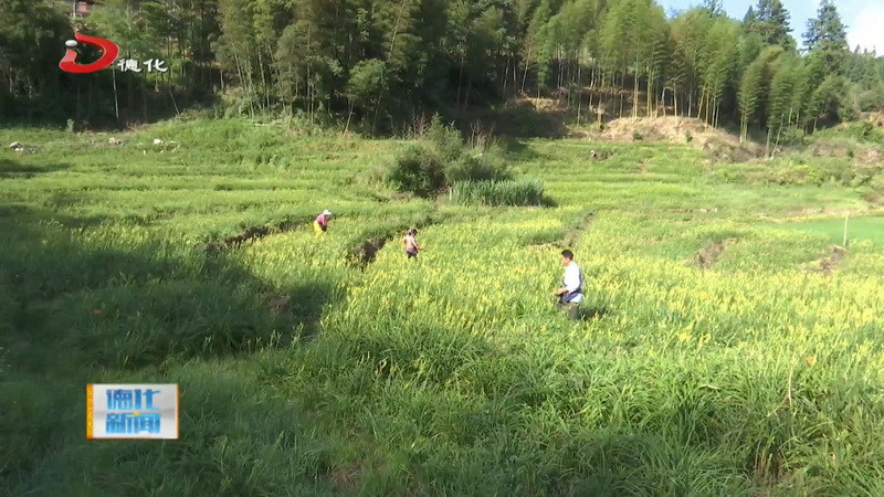 春美乡：千亩黄花菜丰收 铺就乡村振兴路 - 憨鼠网