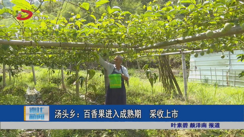 汤头乡：百香果进入成熟期 采收上市 - 憨鼠网