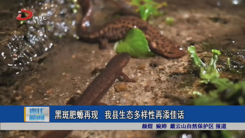 黑斑肥螈再现 我县生态多样性再添佳话 - 憨鼠网