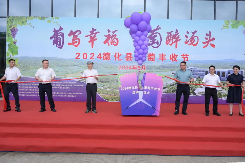 2024德化县葡萄丰收节举办 - 憨鼠网