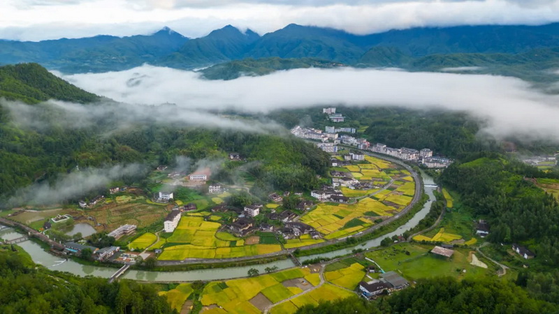 国宝乡：金色稻田绘“丰”景 - 憨鼠网