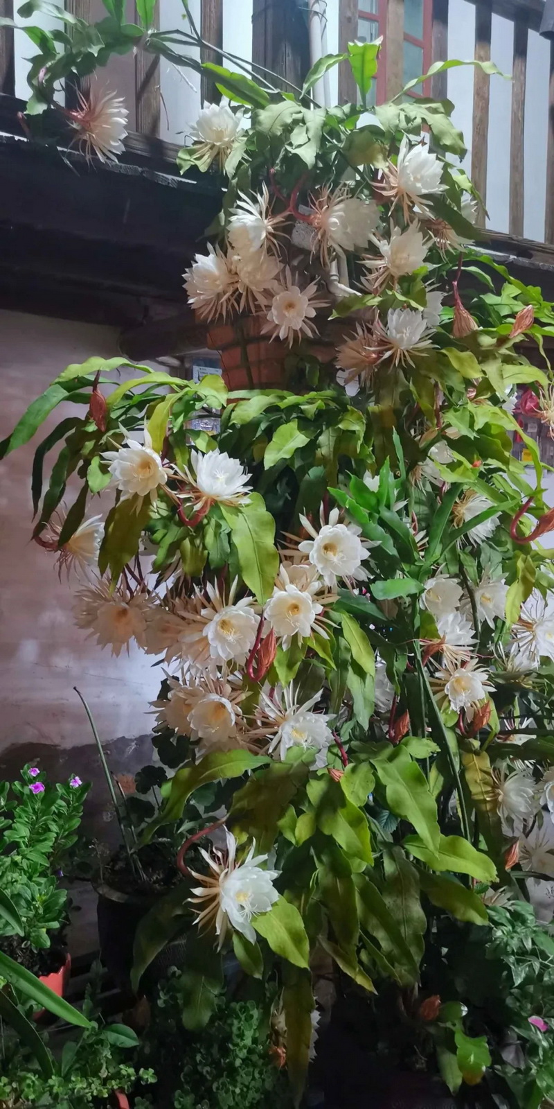 一株昙花开85朵 - 憨鼠网