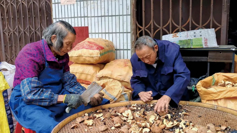 德化：油茶结出“致富果” - 憨鼠网