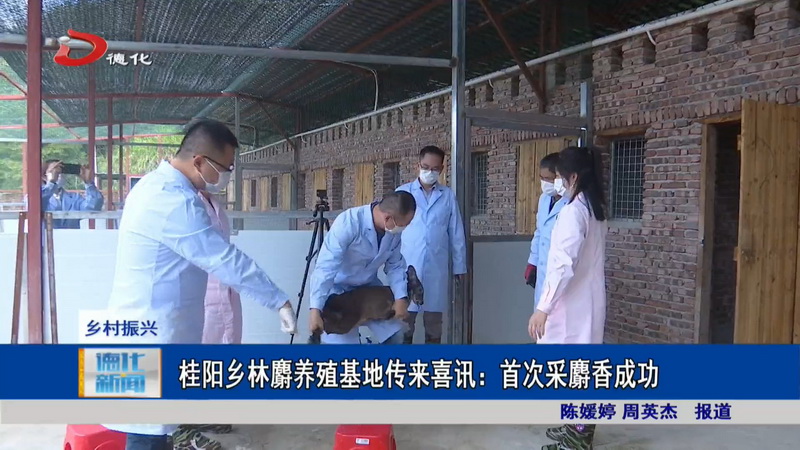 桂阳乡林麝养殖基地传来喜讯：首次采麝香成功 - 憨鼠网
