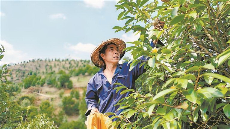 德化：油茶树结出“致富果” - 憨鼠网
