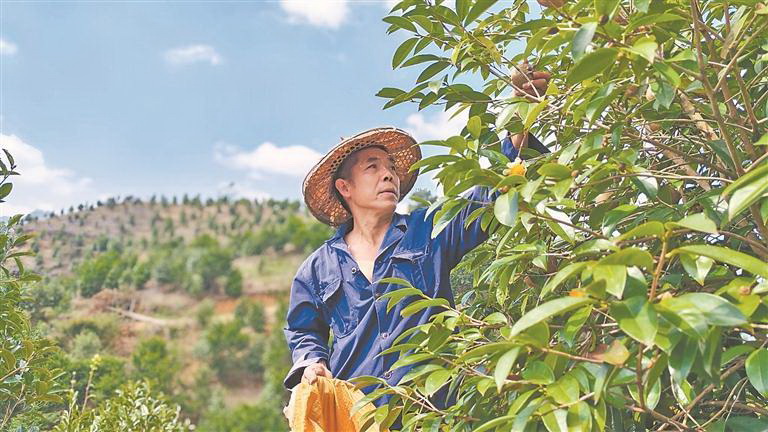立足特色林业资源优势 山乡油茶结出“致富果” - 憨鼠网