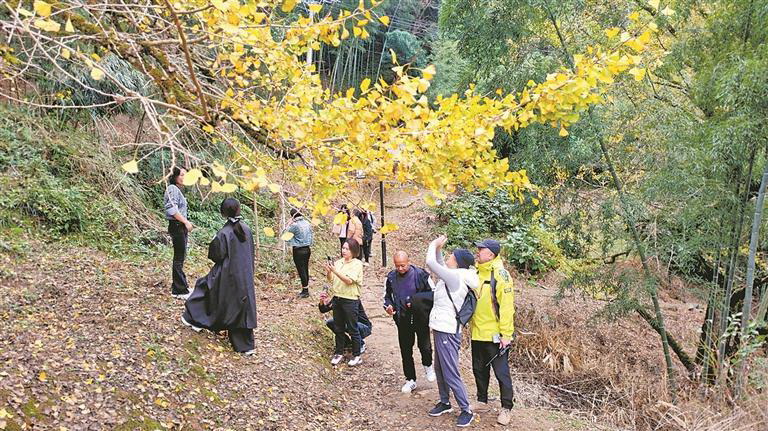 以金色古银杏 点亮农文旅融合之光 - 憨鼠网