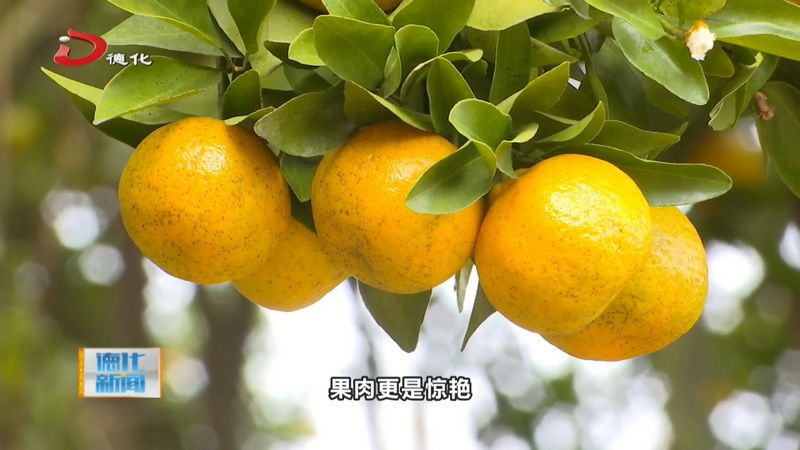 盖德镇有济村：芦柑飘香引客来 采摘游玩正当时 - 憨鼠网