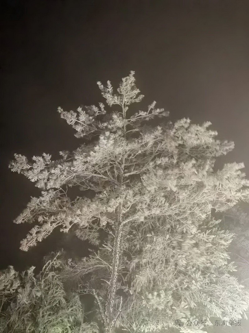 今冬首场雾凇来了！“冰雪世界”绝美！ - 憨鼠网