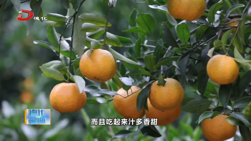 葛坑镇：芦柑大丰收 农户采摘忙 - 憨鼠网