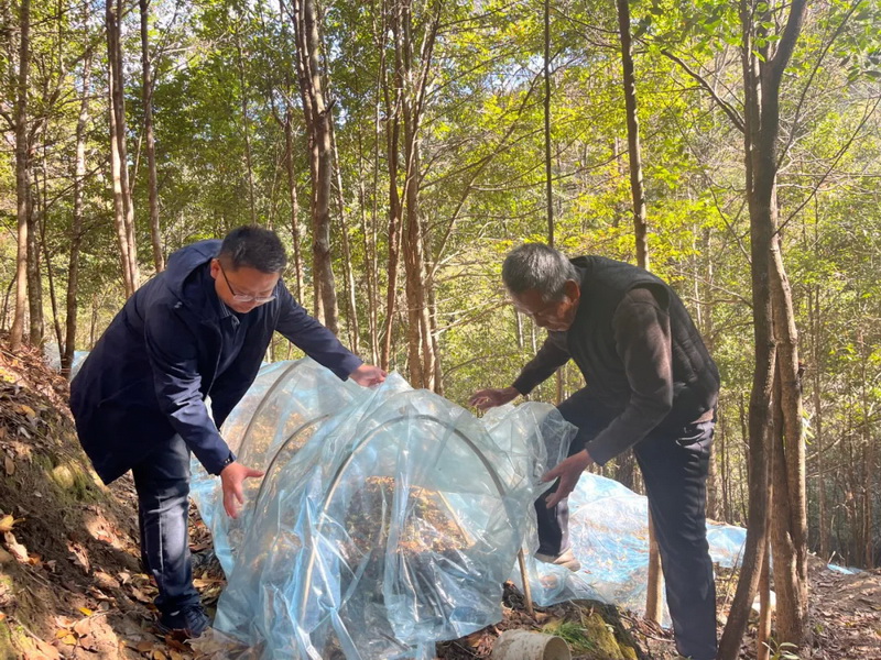 桂阳乡：金线莲“添衣加被 稳稳过冬” - 憨鼠网