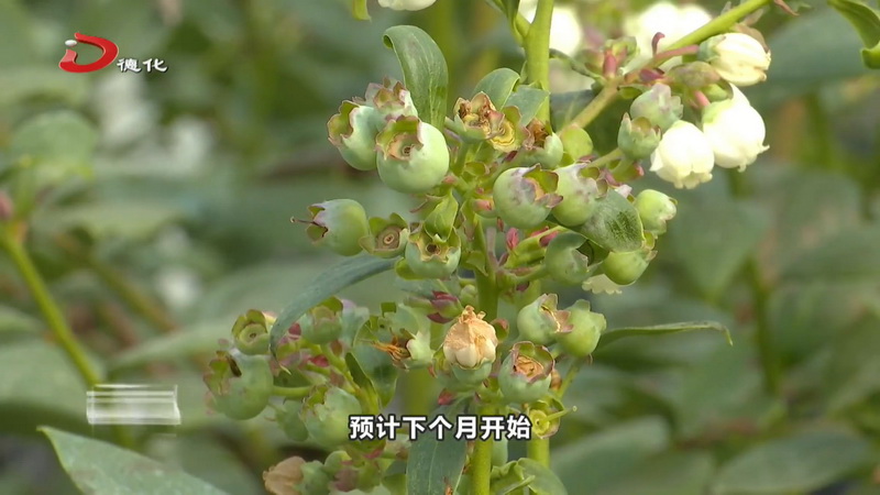 三班镇：300亩蓝莓长势良好 产值预计突破2000万元 - 憨鼠网
