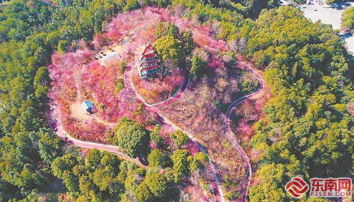 德化唐寨山森林公园的冬樱花竞相绽放 - 憨鼠网