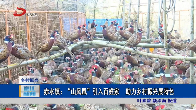 赤水镇：“山凤凰”引入百姓家 助力乡村振兴展特色 - 憨鼠网