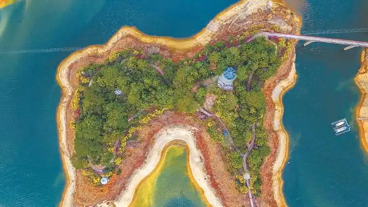 龙门滩水库：4000余株金合欢竞相绽放 - 憨鼠网