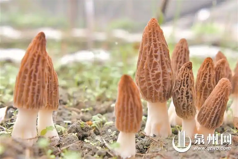 德化成功试种出羊肚菌 - 憨鼠网
