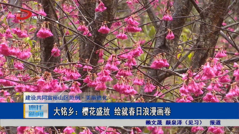 大铭乡：樱花盛放  绘就春日浪漫画卷 - 憨鼠网