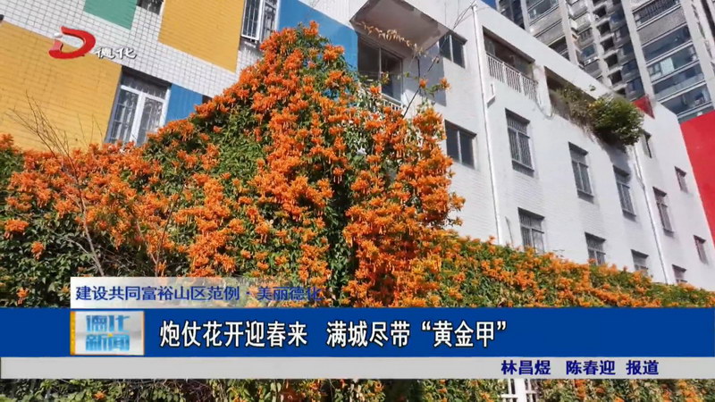 炮仗花开迎春来 满城尽带“黄金甲” - 憨鼠网