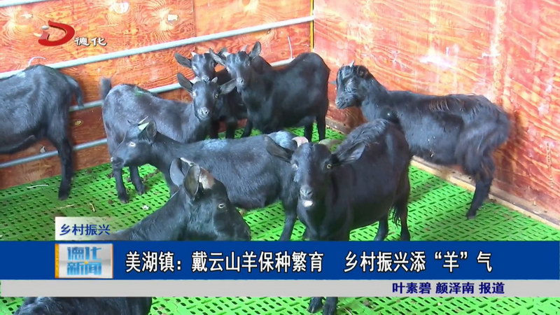 美湖镇：戴云山羊保种繁育 乡村振兴添“羊”气 - 憨鼠网