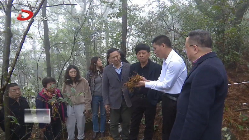 赤水镇：试种黄精新品种 农业专家来助力 - 憨鼠网