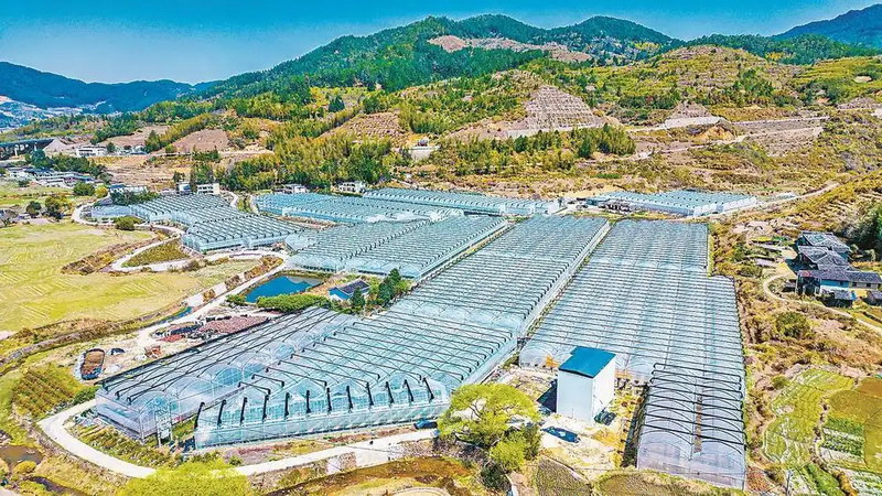 德化县上涌镇蓝莓种植基地迎来成熟采收季 - 憨鼠网