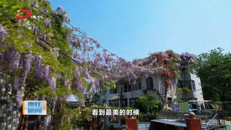 春日限定 紫藤花烂漫绽放 - 憨鼠网