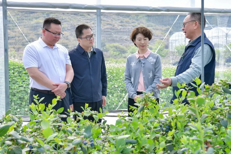 市领导到德化调研 - 憨鼠网