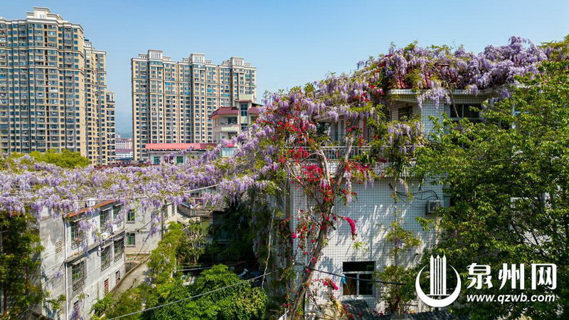 邂逅紫色烂漫 “梦幻花房”成网红打卡点 - 憨鼠网