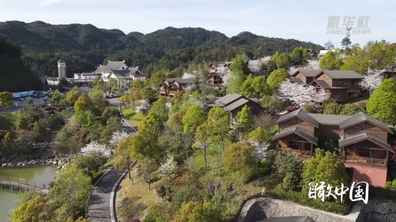 瞰中国｜福建德化：樱花正当时 - 憨鼠网