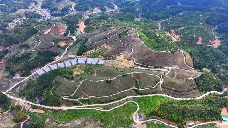 千亩葡园春潮起！德化汤头 “红芽绿叶” 绘就乡村振兴新图景 - 憨鼠网