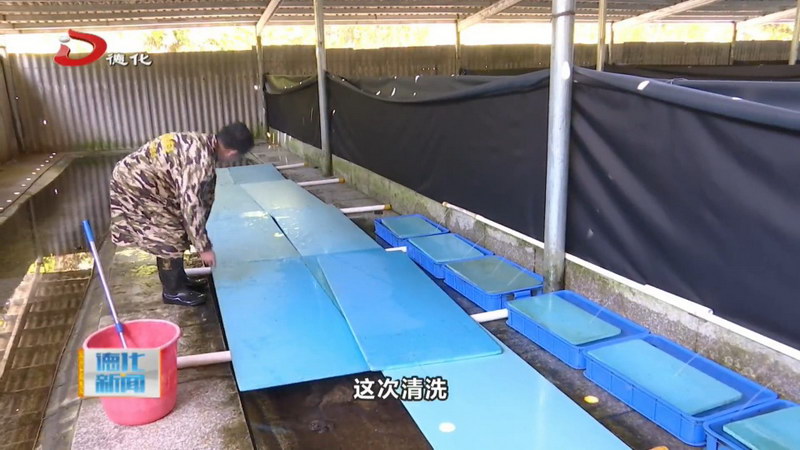 春美乡棘胸蛙养殖基地：全面清理养殖坑 助力棘胸蛙高效养殖 - 憨鼠网