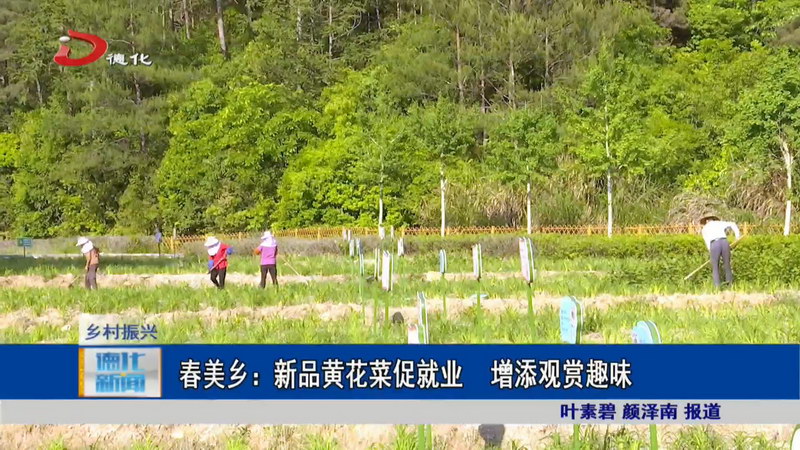 春美乡：新品黄花菜促就业 增添观赏趣味 - 憨鼠网