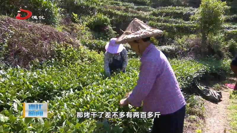 汤头乡春茶开采 满山新绿采收忙 - 憨鼠网