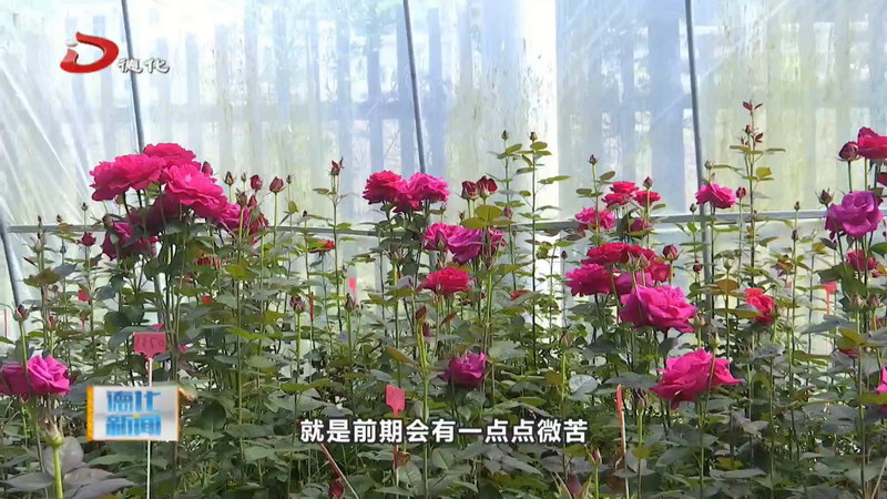 可食用台湾玫瑰在德飘香：微苦回甘里酿出乡村振兴“花样文章” - 憨鼠网