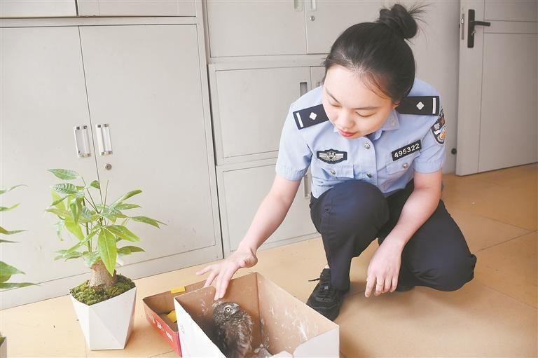 小猫头鹰暴雨中落难 民警化身“护鸟使者” - 憨鼠网