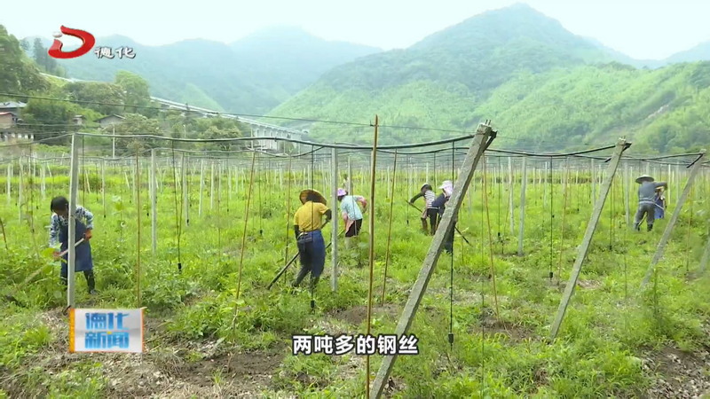 南埕镇：精细管护猕猴桃苗 孕育来年丰收新希望 - 憨鼠网