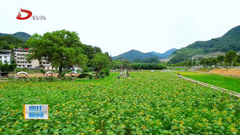 奔赴一场金色之约 南埕镇向日葵花海灿烂盛开 - 憨鼠网