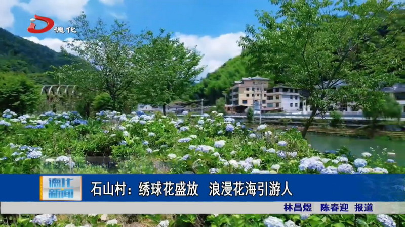 石山村：绣球花盛放 浪漫花海引游人 - 憨鼠网