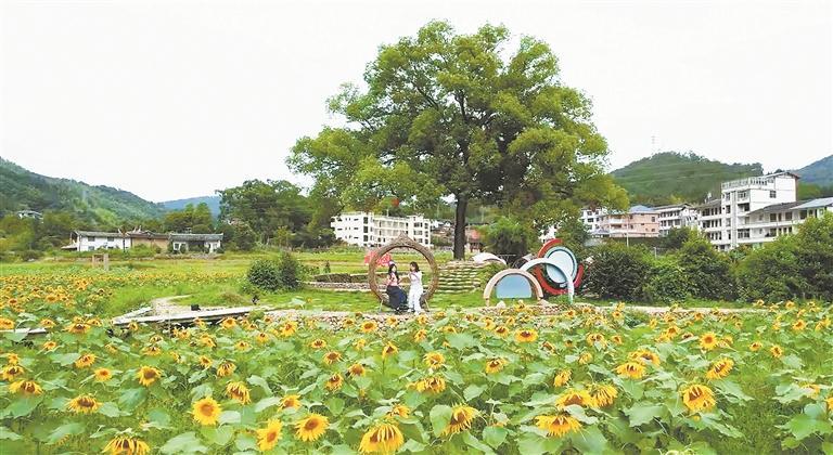 花海引流 农旅互促 - 憨鼠网