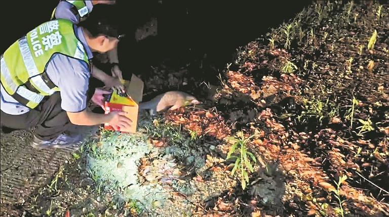 穿山甲“迷路” 民警放归山林 - 憨鼠网