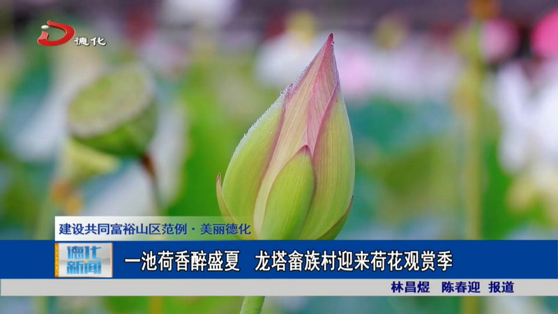 一池荷香醉盛夏 龙塔畲族村迎来荷花观赏季 - 憨鼠网