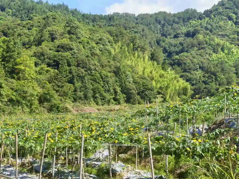 杨梅乡：丝瓜成熟，日采摘近万斤 - 憨鼠网